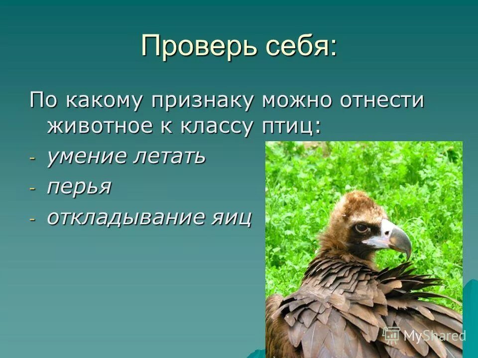 Птиц можно отнести к. По каким признакам животное можно отнести к классу птицы?. признаки того что животные можно отнести к классу птиц. можно ли птиц отнести к животным. по каким признакам животное можно отнести к классу птиц учи ру.