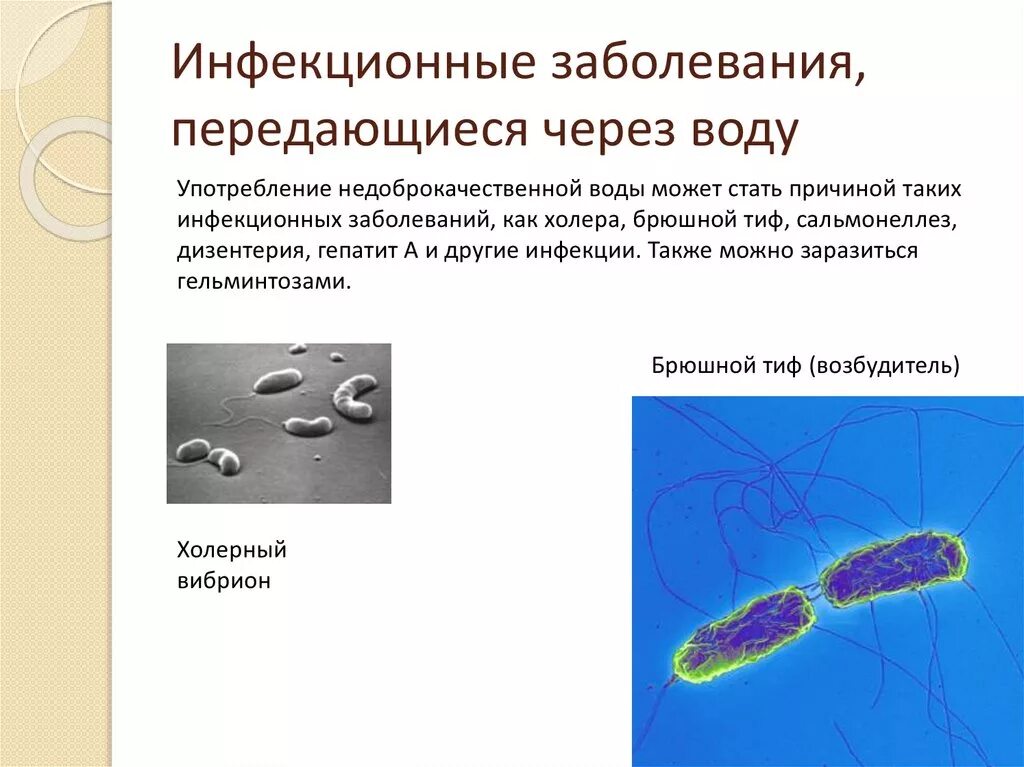 Заболевания передающиеся микроорганизмами