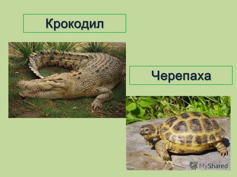 Класс рептилии классификация. Ящерицы,змеи черепахи названия. Пресмыкающиеся отряд чешуйчатые. Крокодил и черепаха. Пресмыкающиеся окружающий мир.