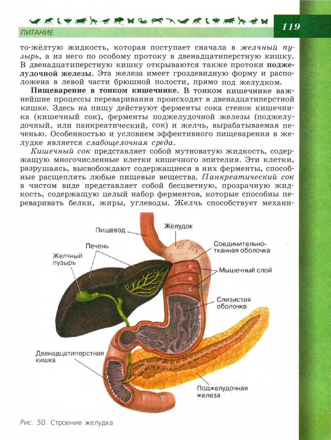 Строение желудка 8 класс биология Пасечник. Биология 8 класс учебник Пасечник анатомия. Пищеварительная система желчный пузырь анатомия. Строение желудка биология.