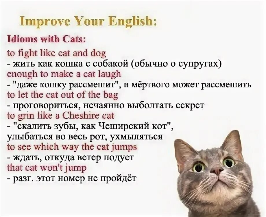 Рассказ о кошке на английском языке. Английские идиомы со словом Cat. Идиомы со словом Cat. Кот на английском языке. Английский написать про питомца