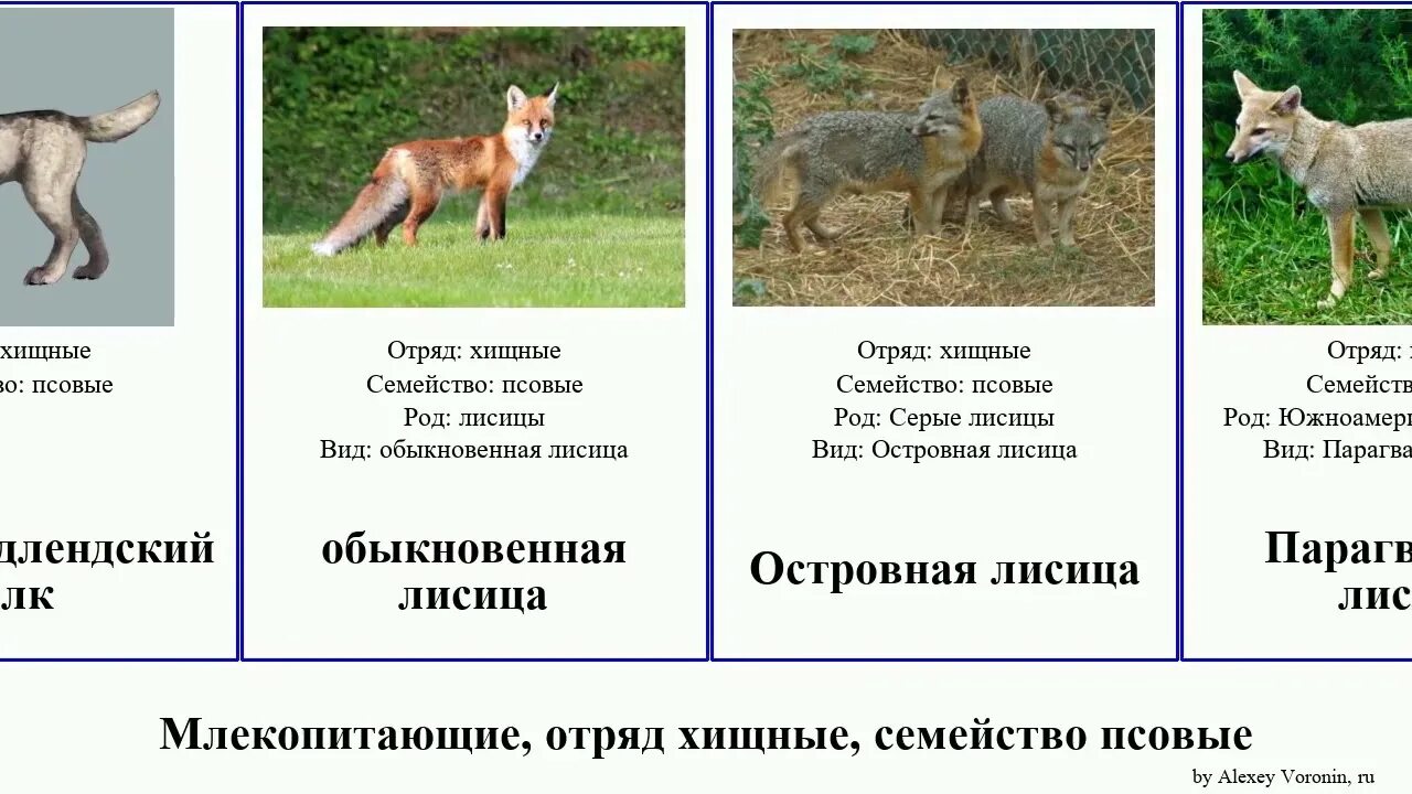 Гривистый шакал. Хищные семейства псовых. Псовые отряда хищных. Хищные представители псовые. Псовые представители.