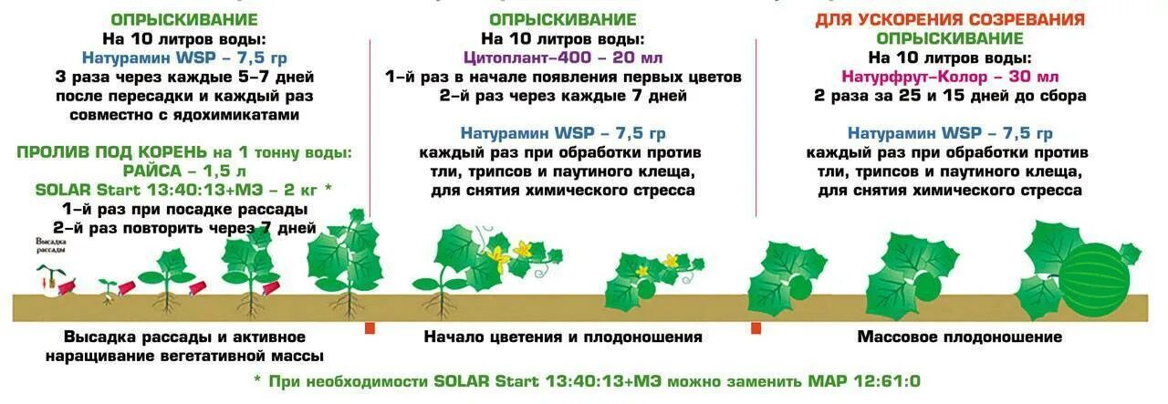 Какое удобрение вносить при посадке в теплице