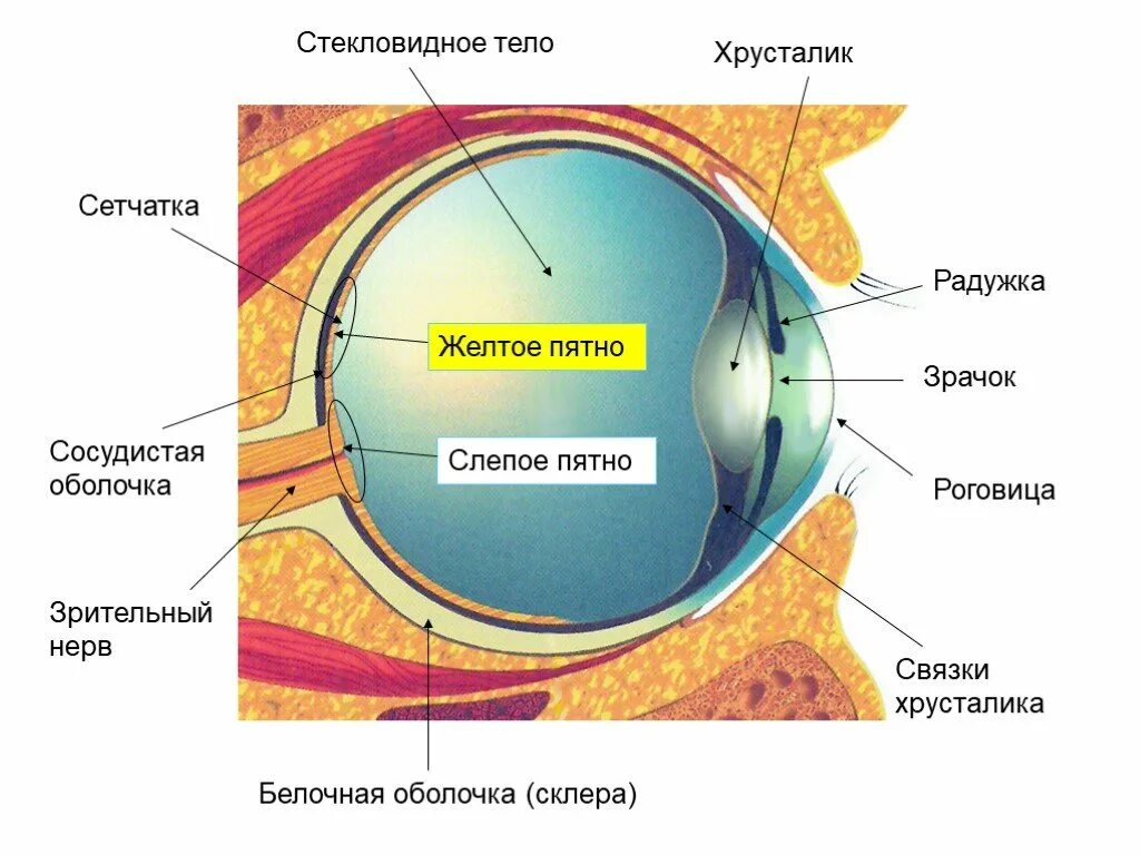 Строение желтого пятна глаза. Зрительный анализатор желтое пятно. Строение глаза биология 8 класс драгомилов. Строение зрительного анализатора глазное яблоко. Строение зрительного анализатора оболочки.