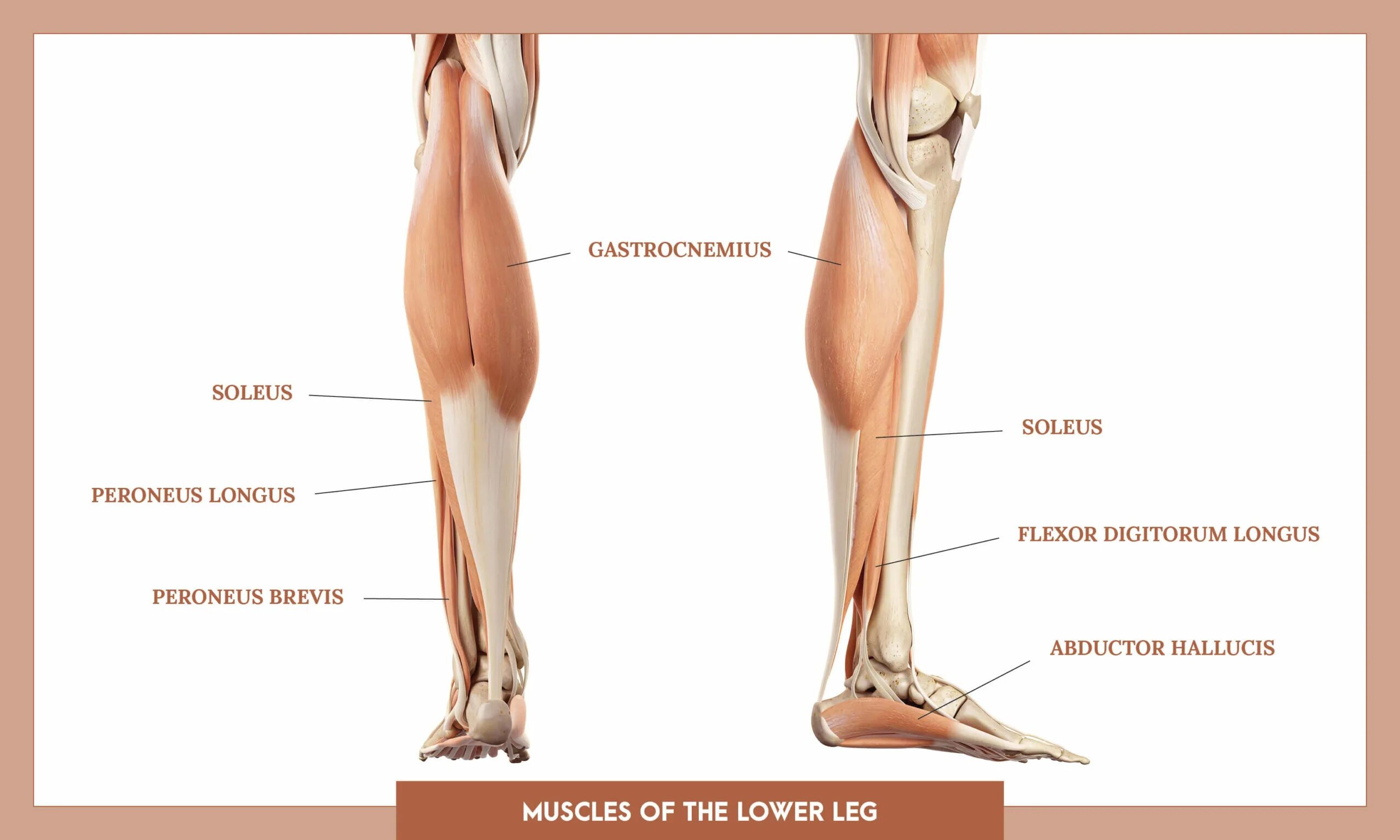 Развитие нижней конечности. Конечности ног. Мышцы антагонисты нижней конечности. Lower Limb Anatomy. Muscles of lower Limb.