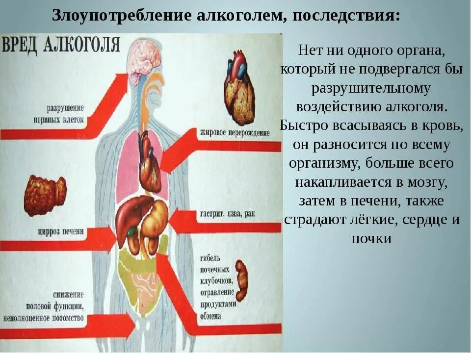 Организм пьющего мужчины. Последствия алкоголизма.