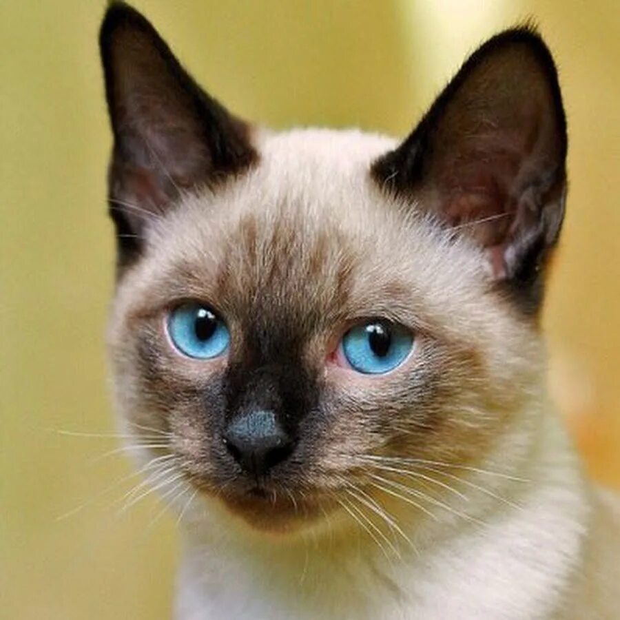 Сиамская порода котов. Сиамская кошка. Сиам кошка Сиамская. Тайский сиамский кот. Сиамская кошка гладкошерстная.