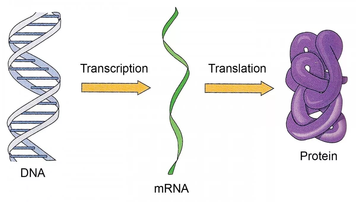 Транскрипция слова белок. Схема транскрипции синтеза белка. ДНК РНК белок схема. ДНК РНК Синтез белка этапы. Схема биосинтеза белка ДНК-РНК.