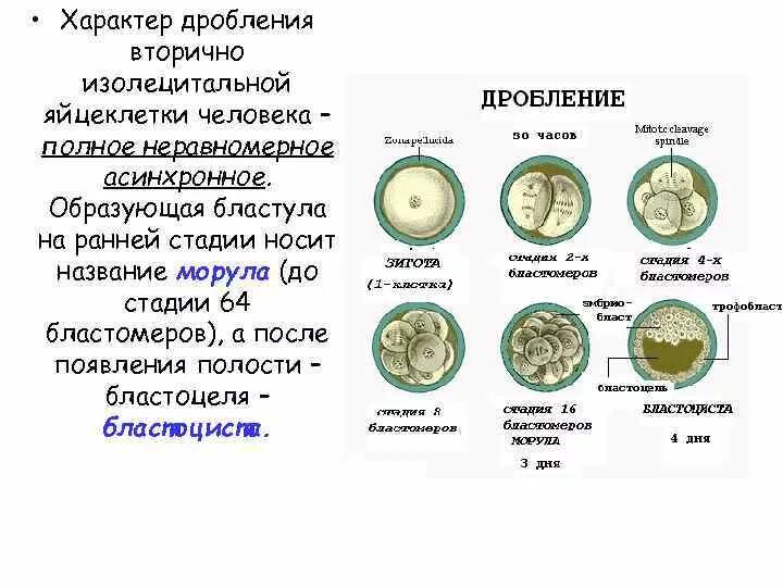 Типы яйцеклеток дробления и бластул. Тип дробления зиготы человека. схема классификации основных типов дробления. типы дробления кратко. начальные стадии дробления яйцеклетки.