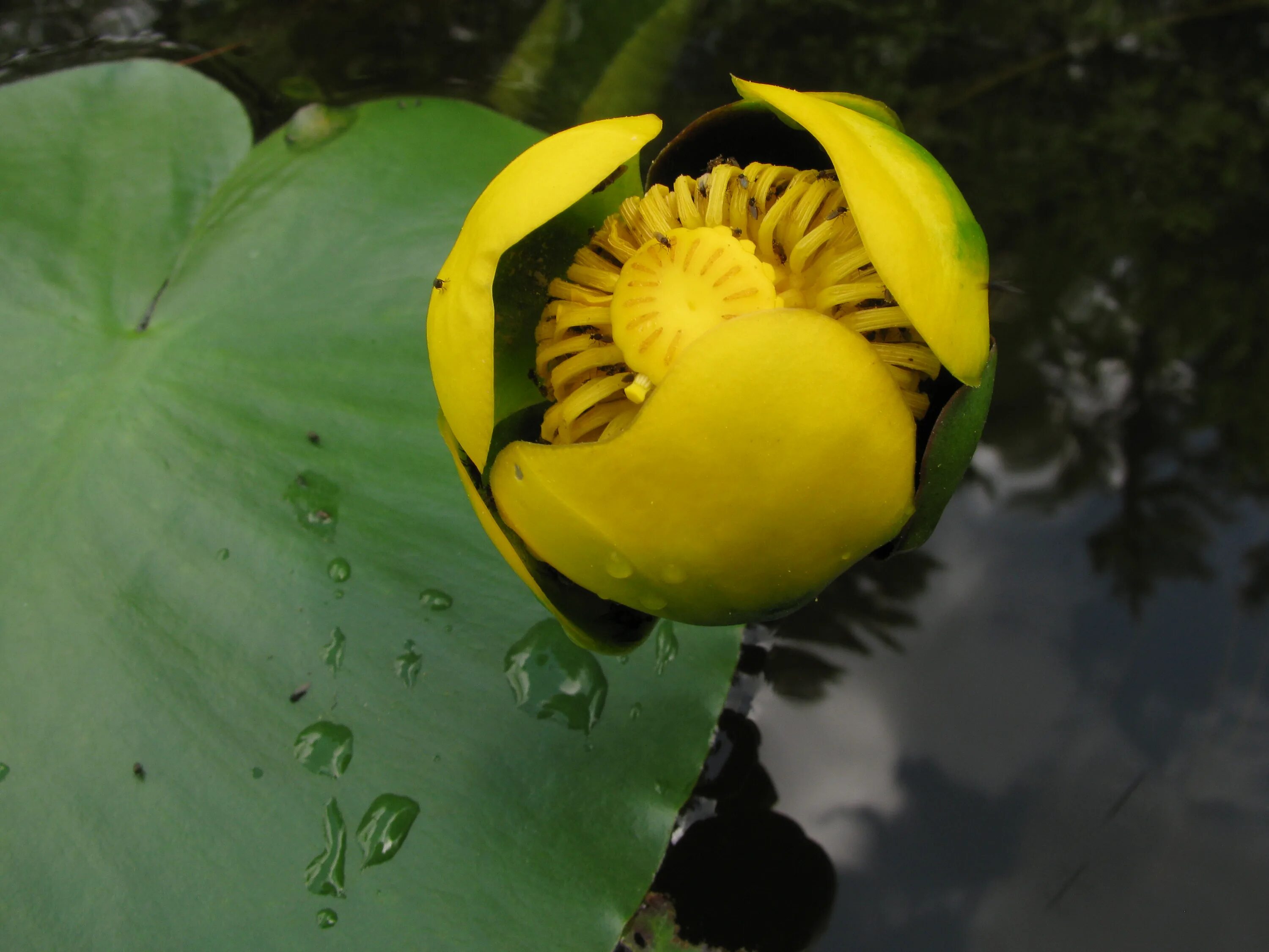 Кубышка жёлтая. Кувшинка желтая кубышка. Nuphar lutea Круз. Кубышка Адвена. 2 кубышки