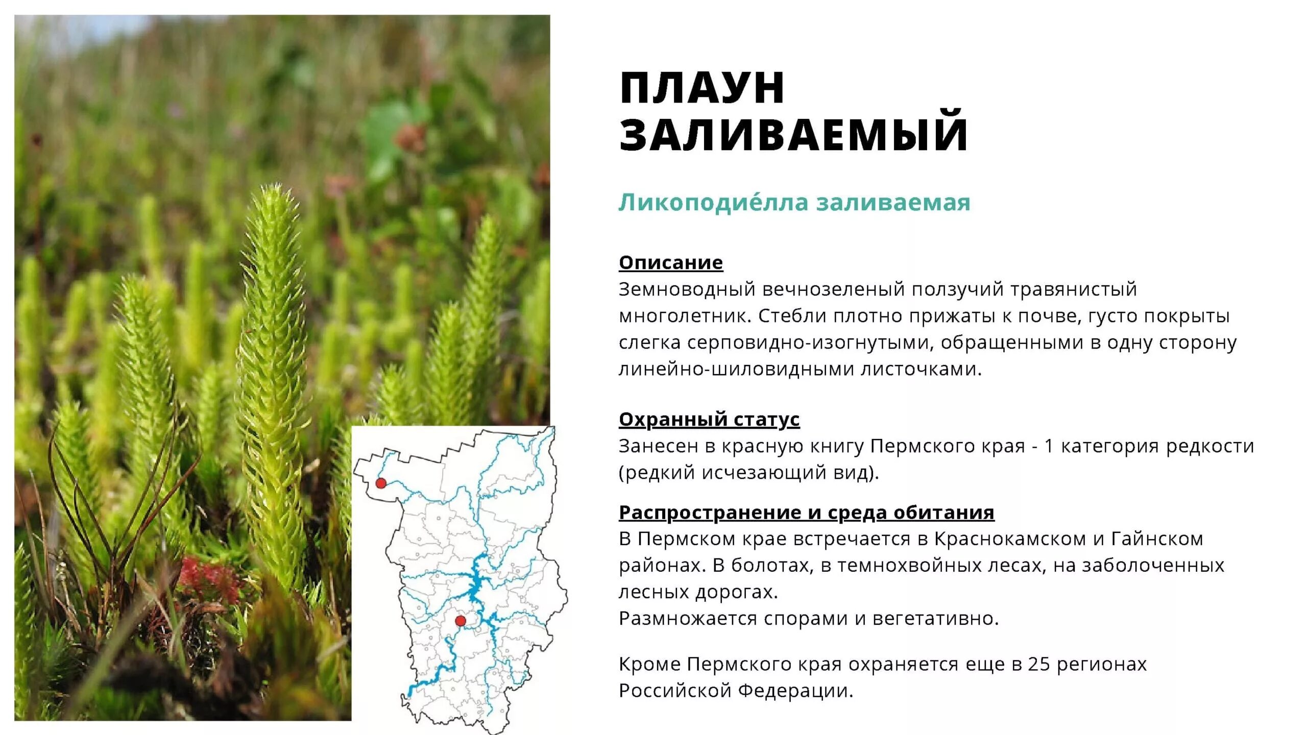 Плауновые (класс) плауновидные. Разнообразие плаунов. Плаун наземно воздушная. Плаун булавовидный. Плаун булавовидный.