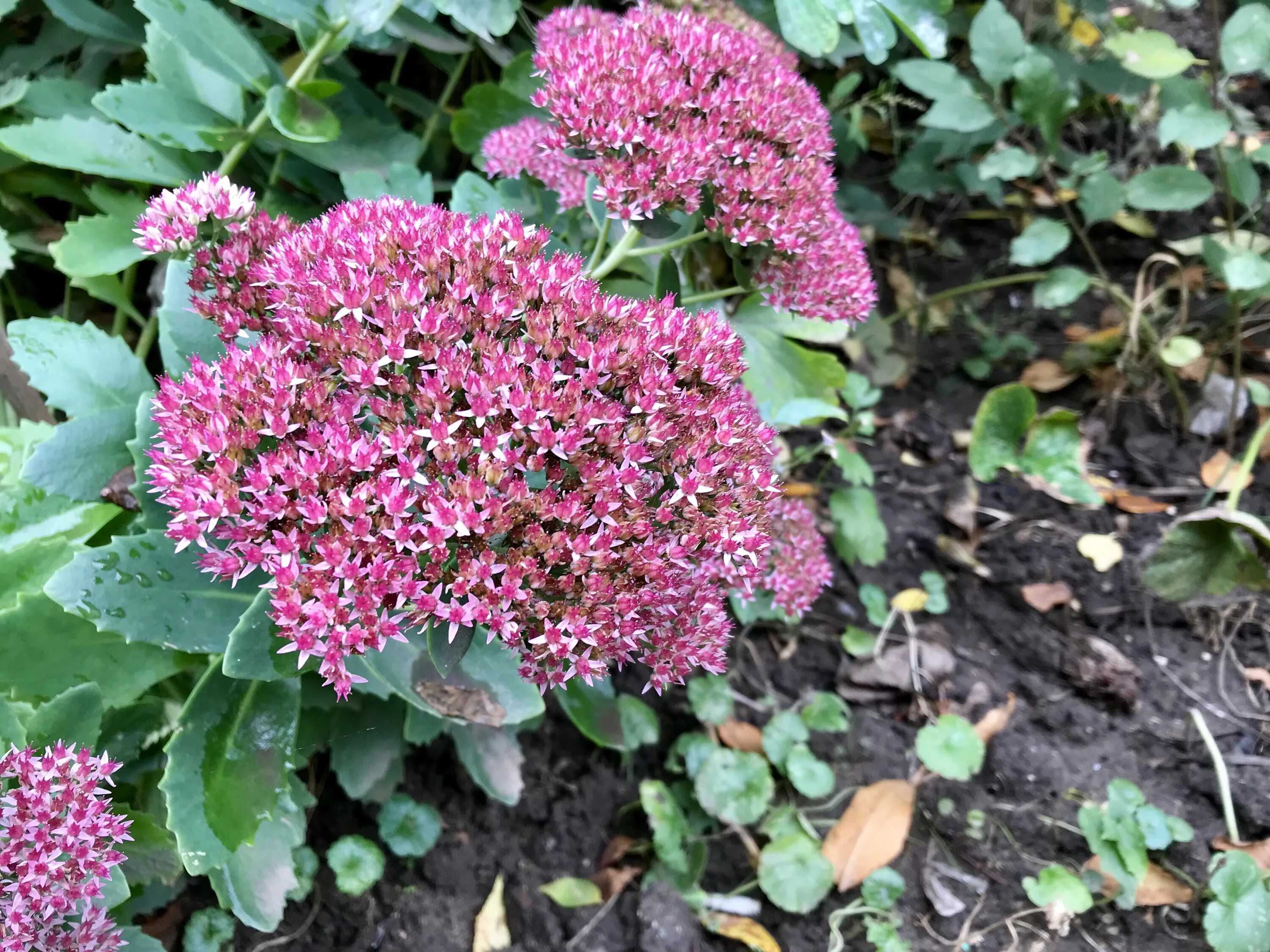 Очитки садовые. Очиток Видный (Sedum spectabile). Очиток Видный (Sedum spectabile `Brilliant`). Очиток Видный (Sedum spectabile `Iceberg`). Очиток кавказский.