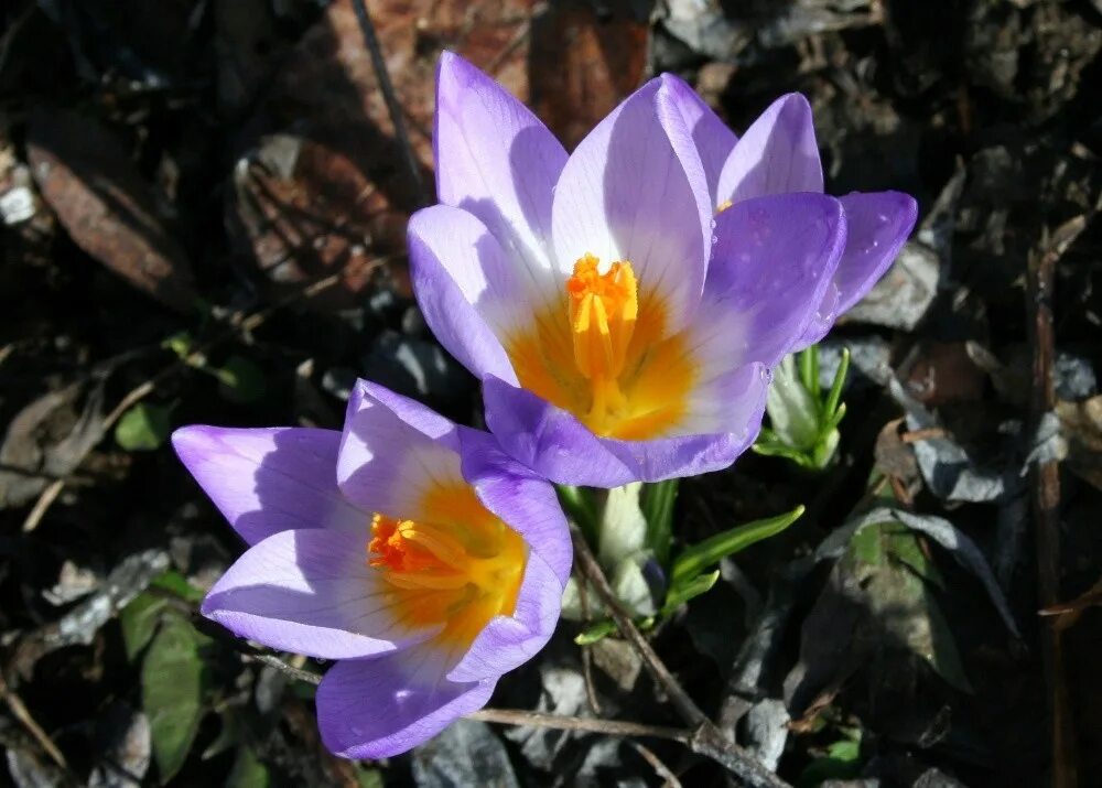 Как переводится название крокус. Крокус Зибера. Шафран Банатский (Crocus banaticus). Крокус Зибера Триколор. Шафран Зибера крокусы.