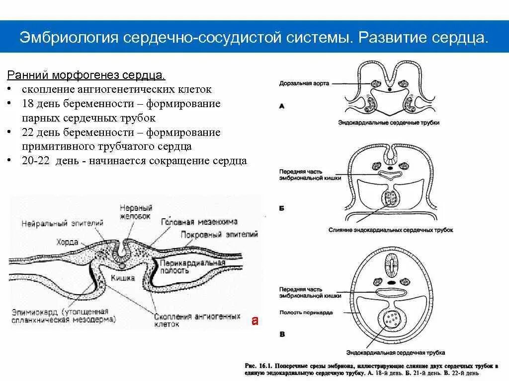 Развитие сердечно сосудистой системы. Формирование сердца в эмбриогенезе. эмбриология сердечно сосудистой системы. закладка и развитие сердца в эмбриогенезе человека. эмбриональное развитие сердца гистология.