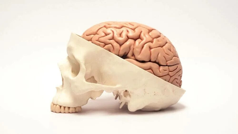 мозг мужчины и женщины коробочки. мозги в коробочке. сувенир мозг. мозги в коробочке. мозги в коробочке.