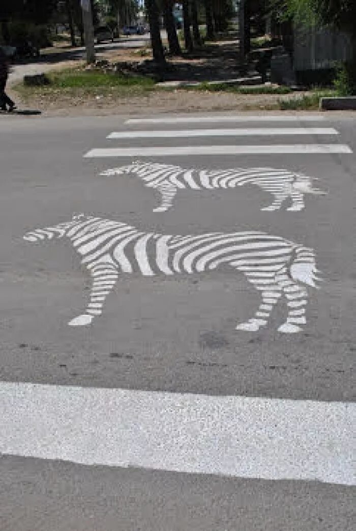 Зебра переходя дорогу. Зебра пешеходный переход. Зебра дорожная. Пешеходная дорога Зебра. Нарисовать зебру на дороге.