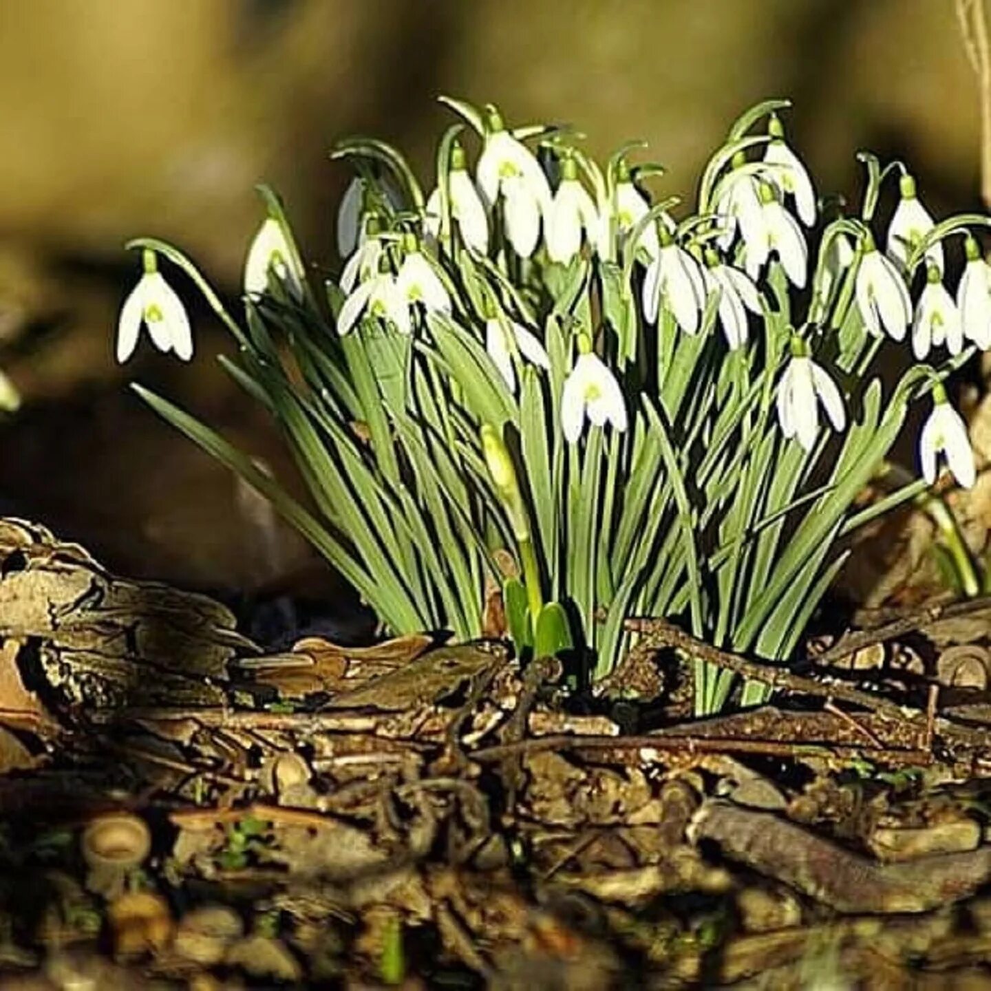 Как выглядят подснежники в лесу. Galanthus bortkewitschianus. Подснежник Борткевича. Византийский Подснежник.