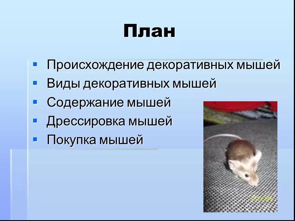 Содержание мышей. Мышь декоративная  слайд. температура содержания мышей. мышка какая прилагательные. содержание декоративных мышей кратко.