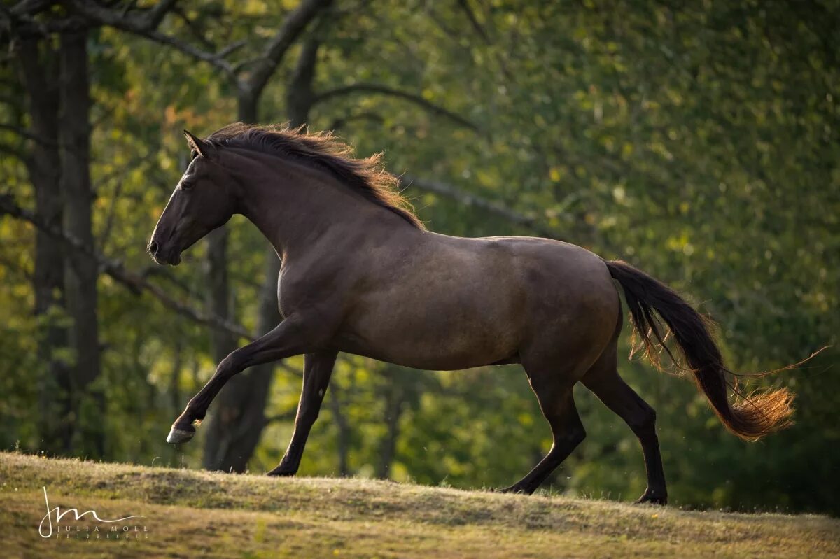 Horse перевести