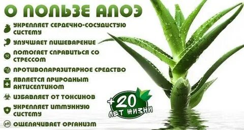 Свойства алоэ