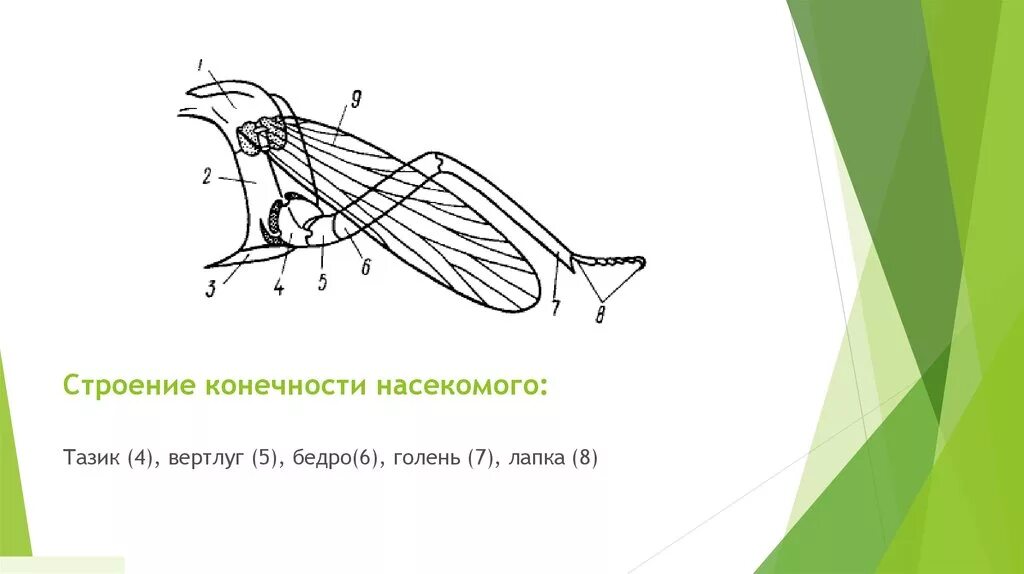 Богомол конечности. Схема строения конечности насекомого. Строение ноги насекомого. Строение насекомых. Строение конечности кузнечика.