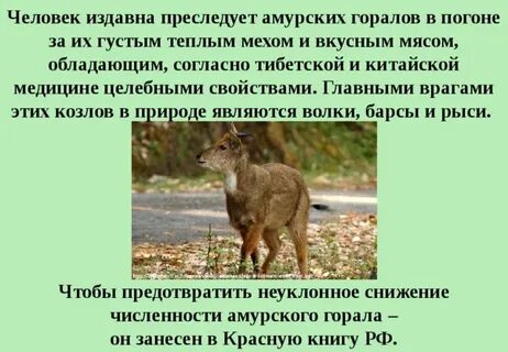 Выбери мех какого животного издавна считался самым