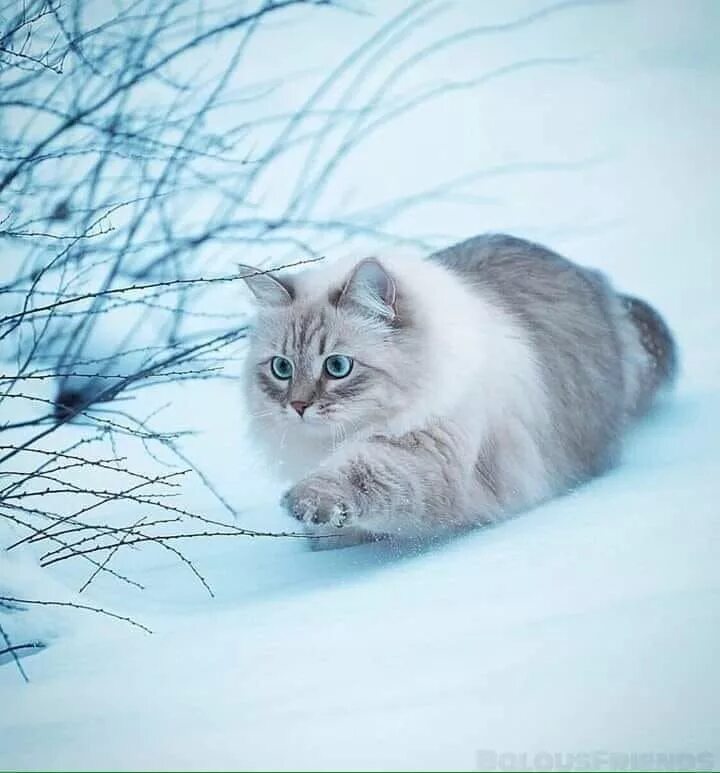 Белый кот в снегу. Снежный кот. котенок в снегу. пушистый кот зима. пушистый кот в снегу.