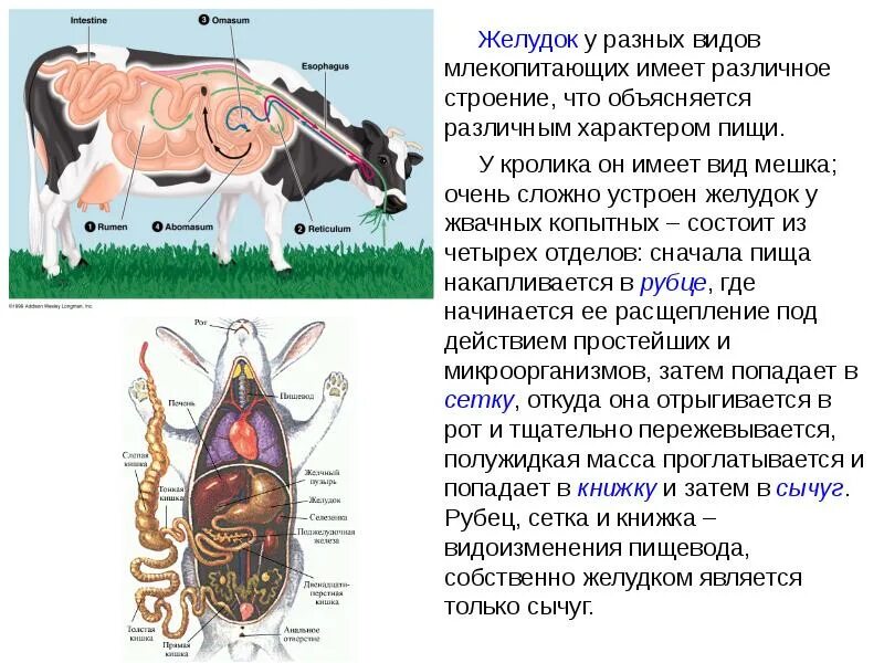 Функция желудка у животных. Строение желудка жвачных животных. строение желудка жвачных млекопитающих. строение сычуга. функция сычуга у жвачных.