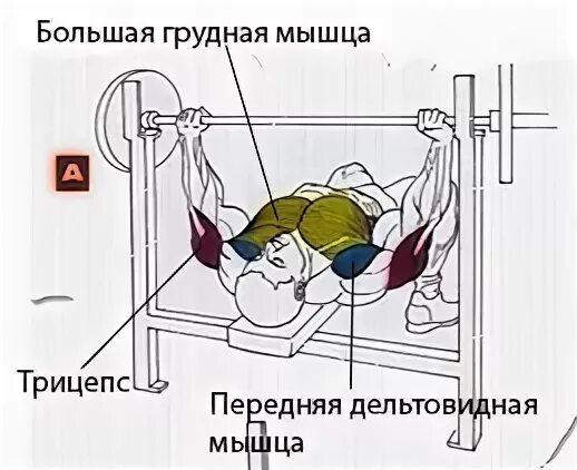 Жим лежа мышцы задействованы