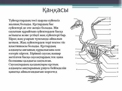 Адриана Мальковамен порно