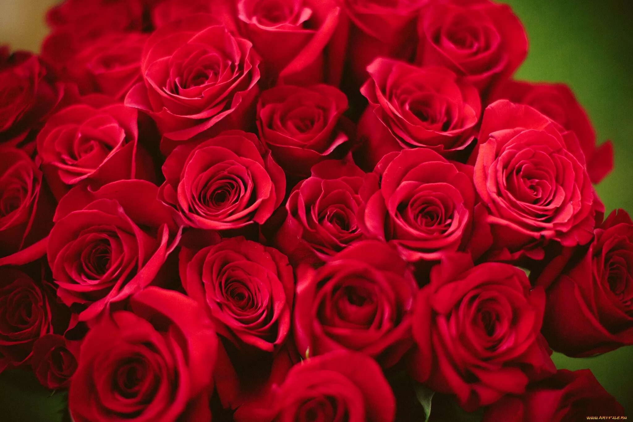 Красивые розы. Букет алых роз. Красивый букет красных роз.