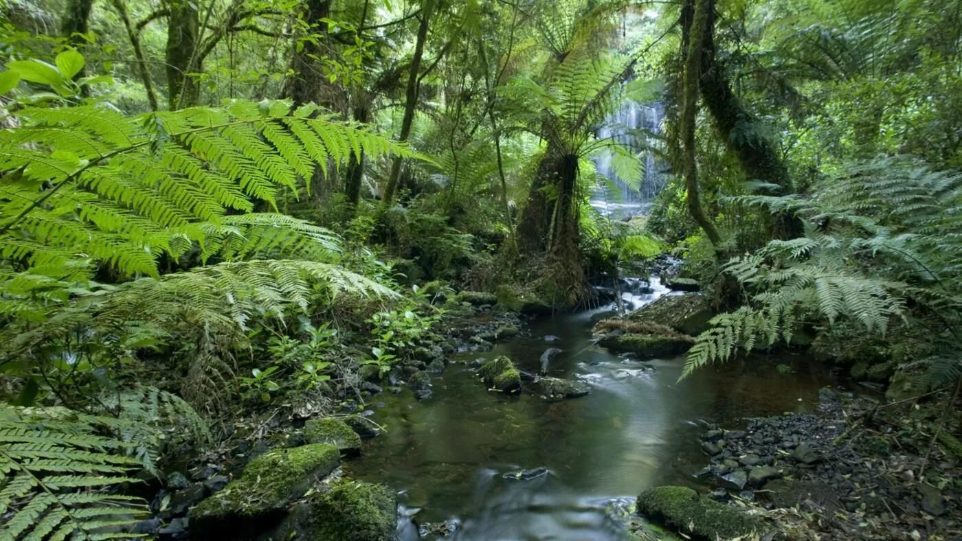 Природная зона тропические леса. Тропикал Рейнфорест. Переменно влажные леса Северной Америки. Дождевые леса восточного побережья Австралии. Влажные листопадные тропические леса Африки.
