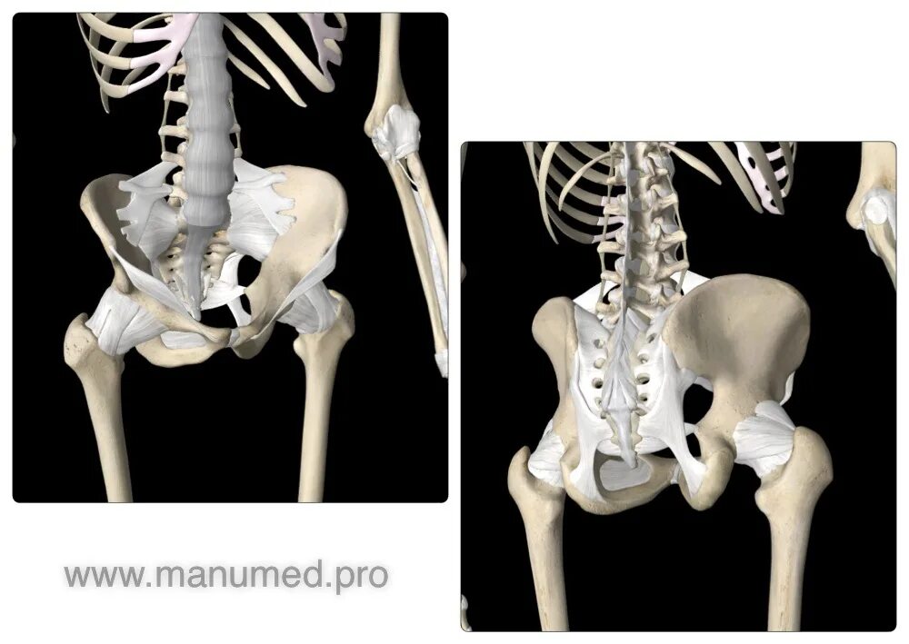 Подвздошная кость лечение. Связки крестцово-подвздошного сустава. Крестцово-подвздошное сочленение. Кости крестцово подвздошного сустава.