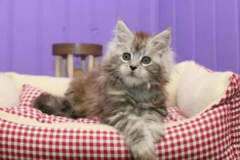 Кошки твери