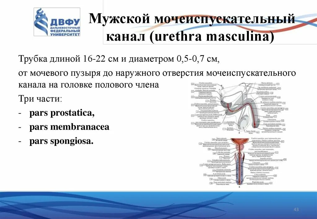 Наружный мочеиспускательный канал. Изгибы мужского мочеиспускательного канала. Сужения мочеиспускательного канала анатомия. Мужской мочеиспускательный канал анатомия. Сужения мужской уретры анатомия.