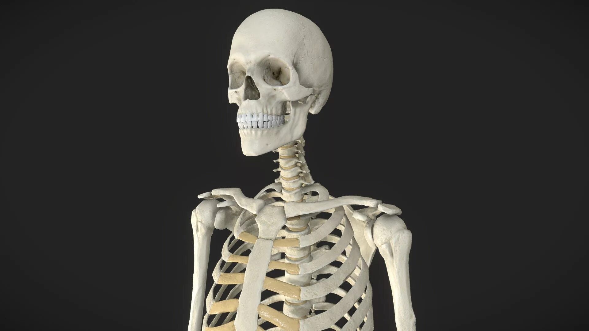 Скелет человека. Скелет человека анатомия. Узкий скелет.