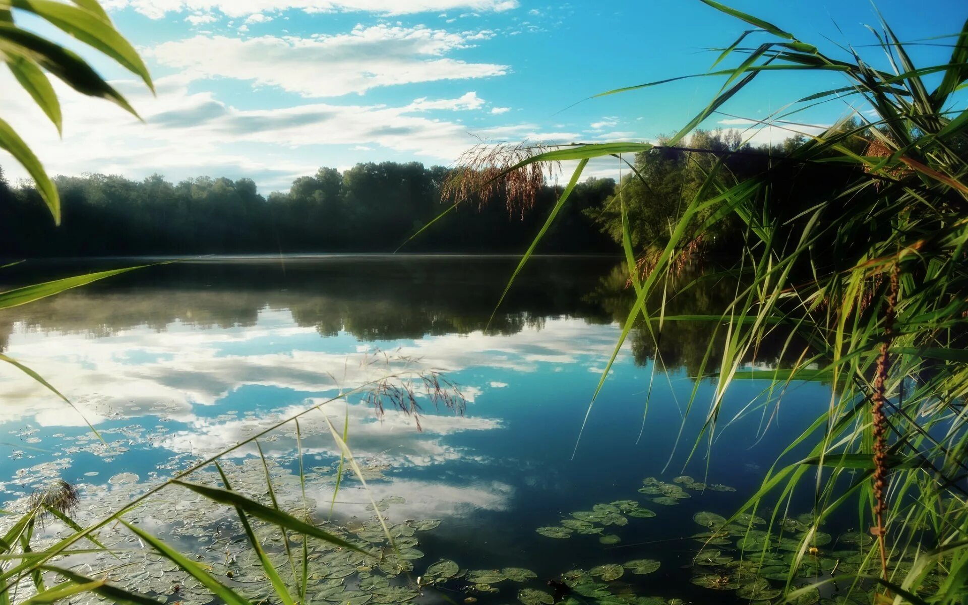 Озеро с камышами. Красивые водоемы. Река камыши. Пейзаж с водоемом. Травы рек и озер