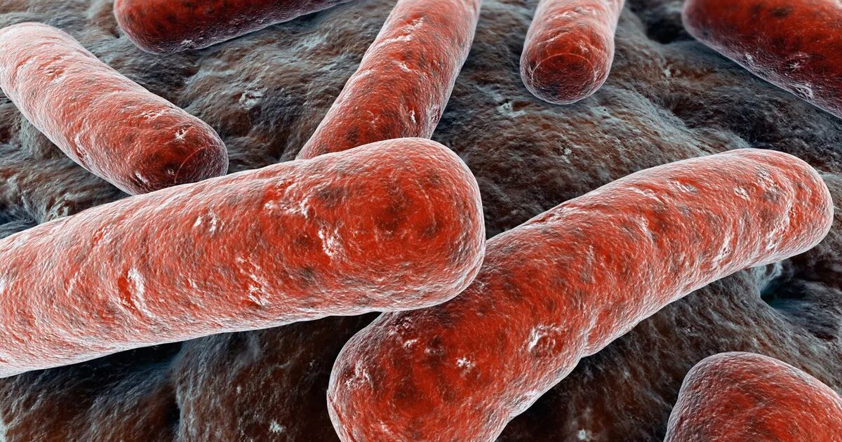 Бактерия Mycobacterium tuberculosis. Палочка Коха туберкулез.