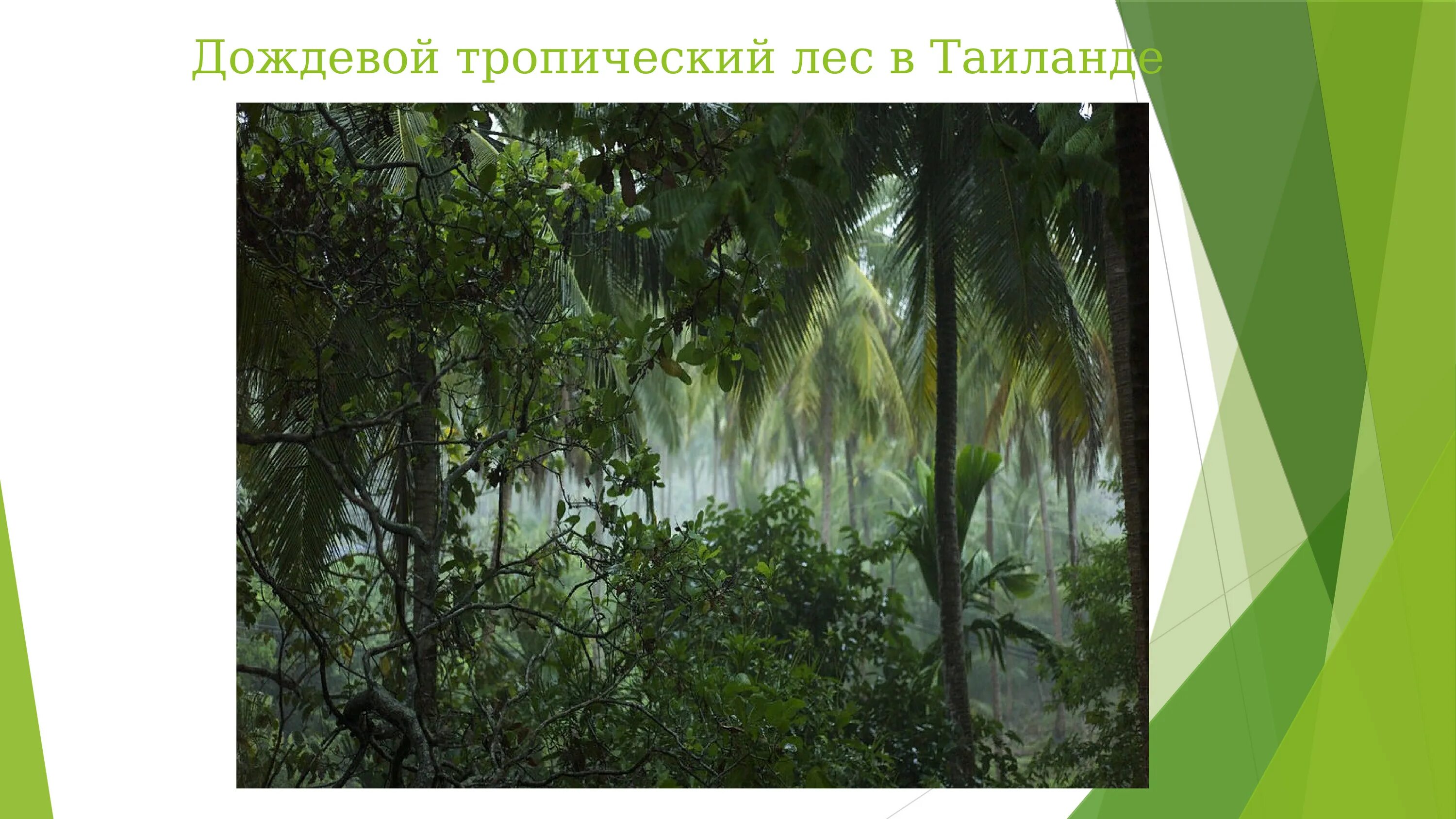 Тропические дождевые леса презентация. Дождевой лес презентация. Тропический лес слайды. Структура тропического леса.