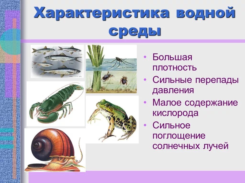 Пища в водной среде обитания. Особенности водной среды. Взаимоотношения животных в природе презентация. Водная среда жизни. Презентация водная среда.