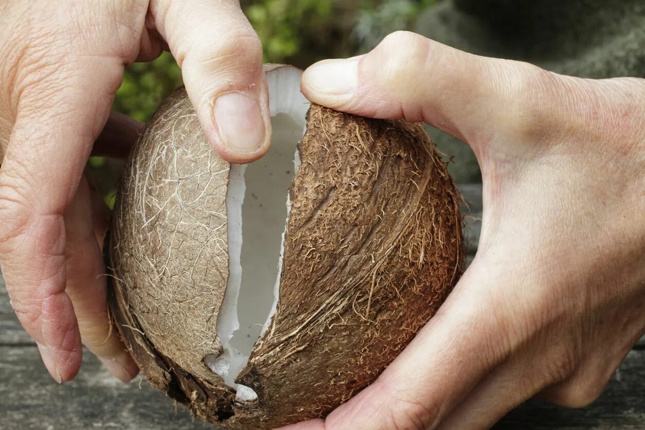 Как выглядит настоящий кокос How to open a coconut the easy way Open a coconut, Coconut, Food