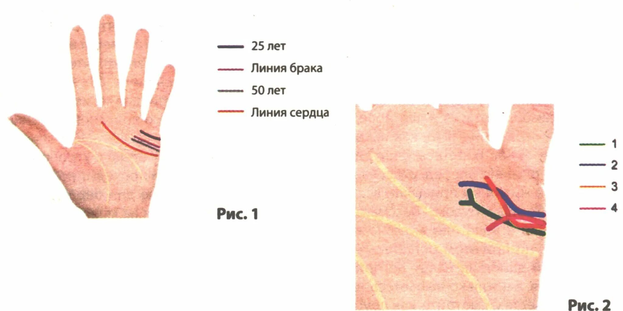 Как определить по руке сколько будет детей. Хиромантия линии брака вдовство. Хиромантия линия брака расшифровка линии брака. Линии на ладони расшифровка линия брака. Хиромантия Датировка линии брака.