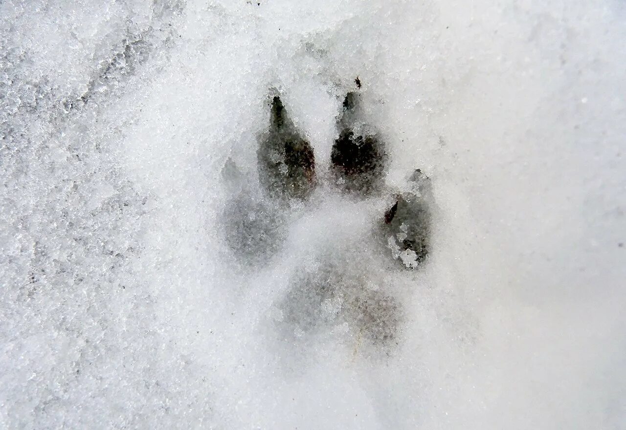 След волка. Волчий след Шакира. Следы енотовидной собаки на песке. Волчий след. Следы енотовидной собаки на снегу.
