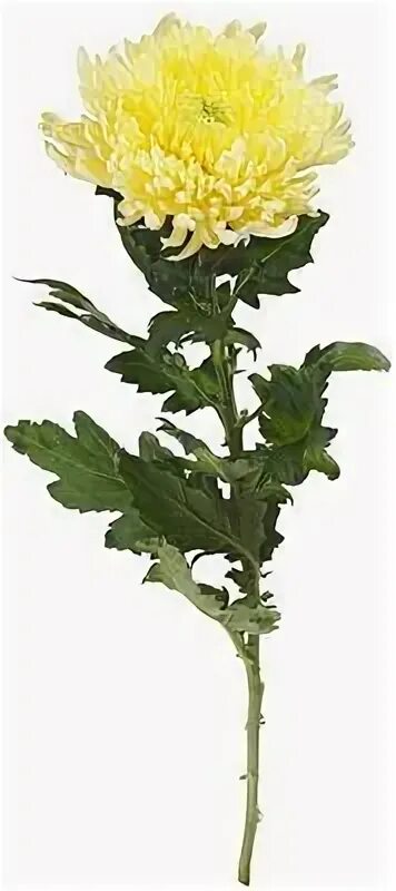 Белго хризантема розовая. Голландская хризантема 1шт кустовая. Прауд розовый хризантема. 1 кустовая хризантема. Хризантема зембла оранжевая.