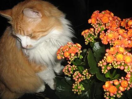 Котик с букетом