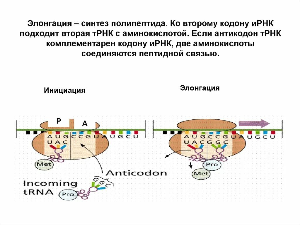 Элонгация. Элонгация полипептида. Инициация элонгация терминация. ИРНК.