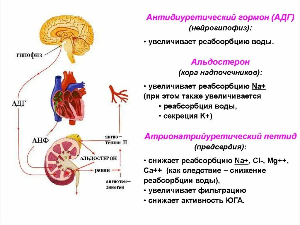 Железа выделяющая соматотропин. Схема регуляция функции почек. АДГ секреция гипофиз. Вазопрессин регулирует реабсорбцию. Антидиуретический гормон функции в почках.