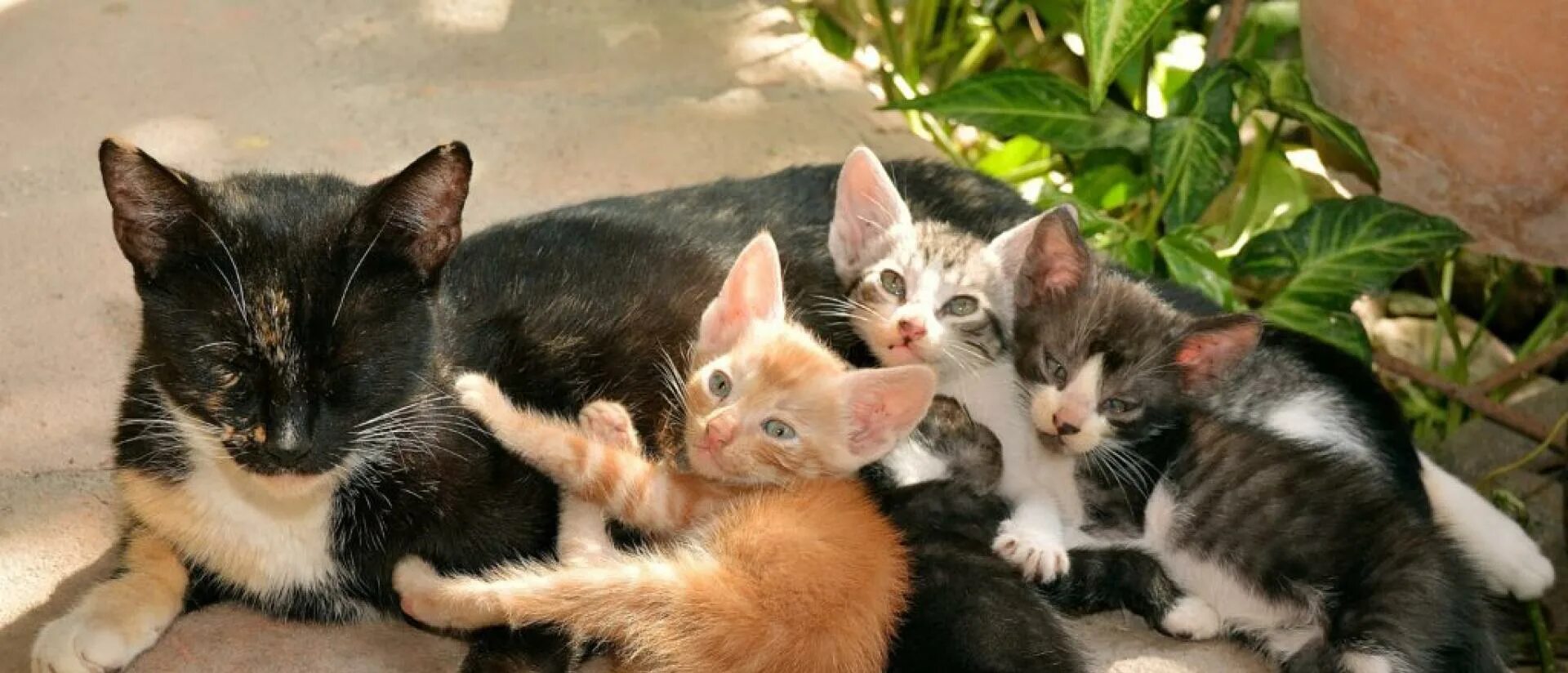 К чему снятся кошки женщине много. Кошки. Много котят. Мама кошка злая. Кошка и много котят во сне.