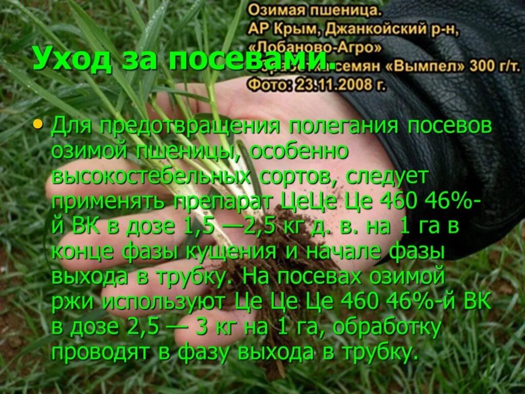 Озим значение. Технология ухода за посевами зерновых культур. технология возделывания озимых зерновых культур. технология возделывания озимой пшеницы презентация. посев озимой пшеницы технология.