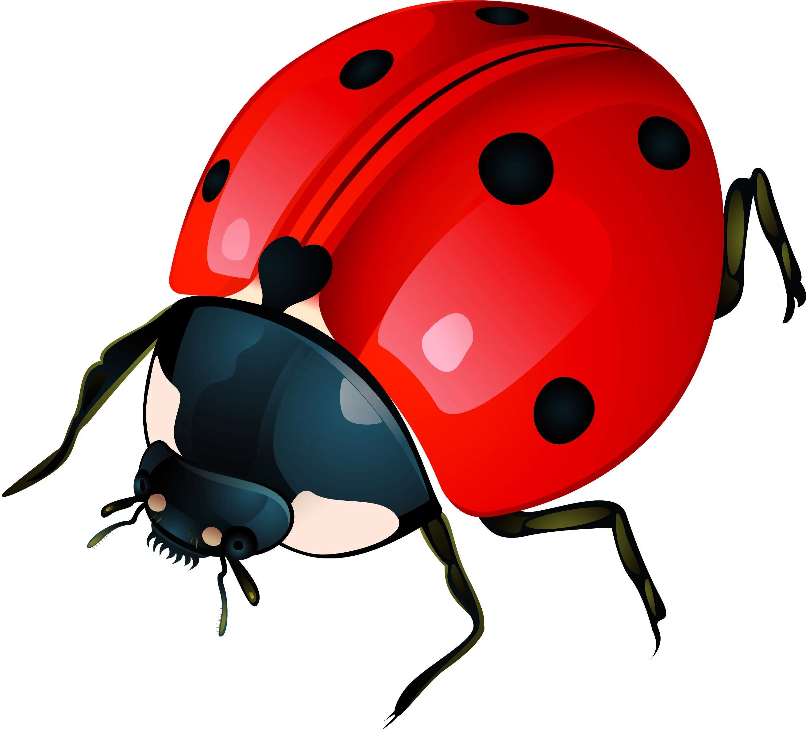 Прозрачная божья коровка. Ladybug Божья коровка. Божья коровка Clipart. Божья коровка на белом фоне. Бобья КОРОВКАДЛЯ детей.